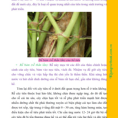 Bí Quyết Thành Công Kĩ Thuật Trồng Tiêu Hiệu Quả - KV