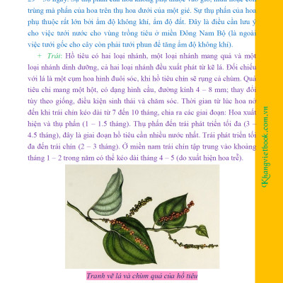 Bí Quyết Thành Công Kĩ Thuật Trồng Tiêu Hiệu Quả - KV