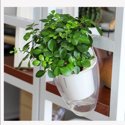 Chậu tự tưới treo tường đáy trong suốt Monrovia, chất liệu nhựa PP,  phù hợp mọi không gian nhà