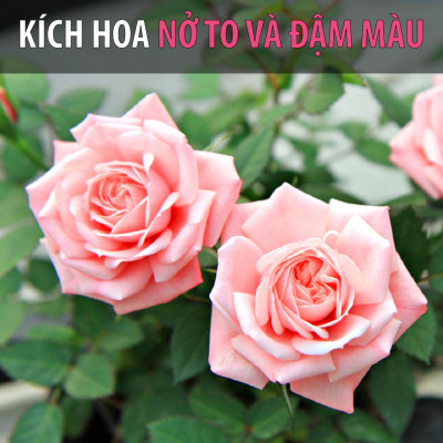 Neem Cake (Bánh dầu Neem), Phân bón hữu cơ dưỡng mầm lá tốt nhất cho hoa hồng, hoa lan,Trị và phòng ngừa bệnh tuyến rễ như nấm rễ, sùng đất, cuốn chiếu, ốc sên, tuyến trùng