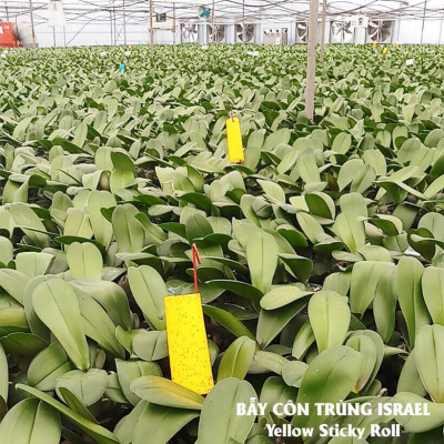 Miếng Dính Vàng Bẫy Côn Trùng Israel (Set 20 miếng 2 mặt keo, kích thước 18cm x 22cm) - Sticky Yellow Roll dùng bẫy các loại Côn Trùng Bay ngây hại rau sạch như  Ruồi, Bọ Phấn, Bọ Trĩ, Bướm và côn trùng khác...