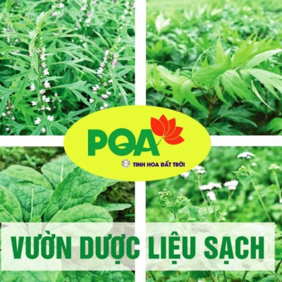 Nhục Thung Dung PQA Bổ Thận Tráng Dương, Hỗ Trợ Cải Thiện Sinh Lý Nam Và Giảm Đau Lưng Mỏi Gối Hộp 30 Viên