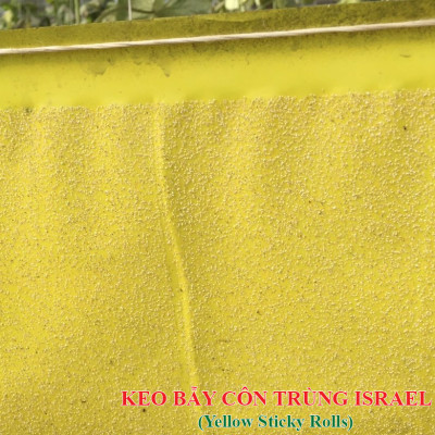 BẪY MÀU CÔN TRÙNG SINH HỌC GADOT ISRAEL CHO RAU SẠCH, RAU THỦY CANH, RAU KHÍ CANH VÀ NÔNG NGHIỆP SẠCH (SET 20 Mét DÀI). Kích thước ngang 0.18M x Dài 20M trải nghiệm