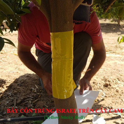 Bộ 5 mét Keo bẫy ruồi đục trái, bẫy bọ trĩ, bọ phấn, sâu vẽ bùa và bẫy các côn trùng khác của Israel với thời gian trên 6 tháng 