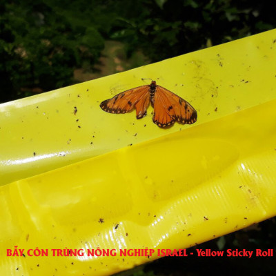 Bẫy Ruồi Bằng Keo Dính Vàng Sinh Học Israel Cuộn 10 Mét Trải Nghiệm. Hiệu Sticky Yellow Roll là Keo Dính Vàng 2 Mặt Israel (RỘNG 18CM X DÀI 10M) Nhập Khẩu Israel Sử DụngTrong Ngành Nông Nghiệp Sạch dùng Bẫy Ruồi Giấm, Ruồi Vàng, Ruồi Cái và cả các loại côn trùng khác