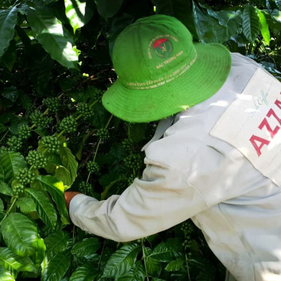 AZZAN FINE ROBUSTA 250g - Cà phê đặc sản, hạt rang hương vị đậm đà, thơm ngon tròn vị