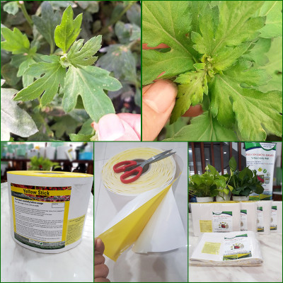 Set 30 mét Bẫy côn trùng ISRAEL (Sticky Yellow Roll) sử dụng hoa Cúc với diện tích 1.000m2 để bẫy ruồi đục lá, rệp, bọ trĩ, bọ phấn, sâu tơ, bọ nhảy, sâu xanh, rầy xanh, bướm trắng và cả ốc sên 