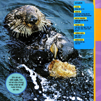 Cuốn Sách Lớn Đầu Tiên Của Tớ - Đại Dương - Bìa Cứng (Tái Bản 2024)