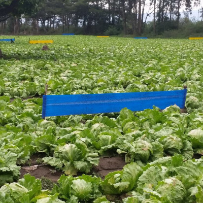 Combo 20m Keo Bẫy Bọ Trĩ, Bẫy Côn Trùng Nông Nghiệp màu vàng 2 Mặt, nhập khẩu Israel, 6 tháng chịu mưa nắng