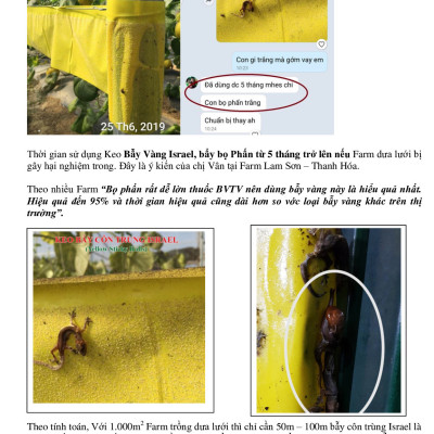 Bẫy Bọ Phấn Trắng gây hại dưa lưới đạt hiệu quả 90% và bẫy côn trùng khác bằng Cuộn Keo Dính Màu Vàng Israel (Combo 20 mét). Sticky Yellow Roll dùng trong ngành nông nghiệp sạch, hạn chế thuốc Bảo Vệ Thực Vật