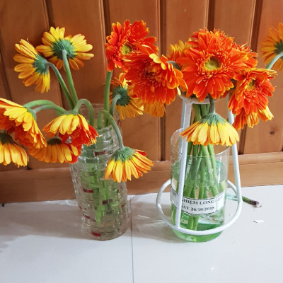 Nước Cắm Hoa Đồng Tiền Lâu Tàn (Set 80 gói dạng bột) nhập khẩu Israel - Food For CUT Flowers giúp hoa tươi lâu hơn, ngăn "gãy cổ" hoa và hạn chế thối nước