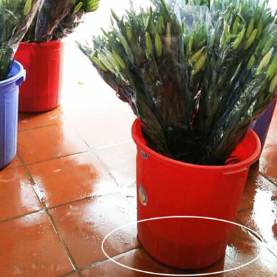 Xử lý Hoa Lily không nở trong 15 ngày tại nhà vườn trồng hoa Growers nhập khẩu Israel TOG đậm đặc Combo pha 1.000L dung dịch