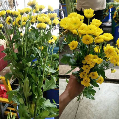 Dung Dịch Xử Lý Hoa TOG Galileo của ISRAEL (Chai 1 Lít) dùng bảo quản hoa cắt cành tươi lâu tại Nhà Vườn Trồng Hoa, Vựa Hoa và Chợ Sỉ Hoa. Tỷ lệ dung dịch 0.1% tức chai 1 Lít TOG pha được 1.000 Lít dung dịch xử lý hoa