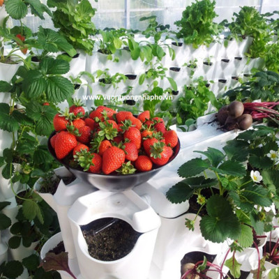 Khung Module Rau Ban Công (1M2 xếp ngang Có Tưới Nhỏ giọt bán tự động) dạng Đứng VerticalMinigarden nhập khẩu Bồ Đào Nha với 8 chậu kèm 2 Tray hứng nước và bộ dây tưới nhỏ giọt lắp sẵn