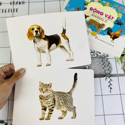 Sách - Flashcard Thế giới quanh em - Giáo dục theo phương pháp Glenn Doman