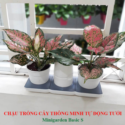 Chậu Để Bàn Thông Minh Tự Động Tưới và Tự động bón phân trong 2 tháng Minigarden Basic S Pots (1 bộ gồm 1 bình chứa nước, 2 chậu trồng và 3 túi dinh dưỡng). Phù hợp trồng cây trong gia đình, văn phòng với thiết kế gọn nhẹ, sang trọng và ít chăm sóc cây