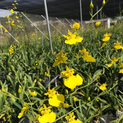 Set 2kg Dung Dịch Xử Lý Hoa Lan Vũ Nữ Tươi Lâu Longlife SG Israel - Food For Cut Flower (1kg pha được 100L dung dịch) là dung dịch trong TIP Nhựa bảo quản Hoa Lan Vũ Nữ cắt cành tươi lâu