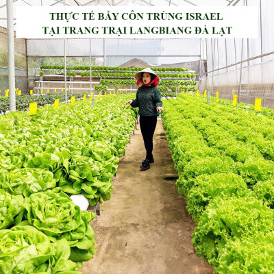 KEO DÍNH BẪY RUỒI MÀU VÀNG CỦA ISRAEL (CUỘN 20 MÉT TRẢI NGHIỆM) VÀ BẪY CÁC LOẠI CÔN TRÙNG KHÁC TRONG NÔNG NGHIỆP NHƯ BỌ PHẤN TRẮNG, BỌ TRĨ, BƯỚM, ỐC SÊN ...