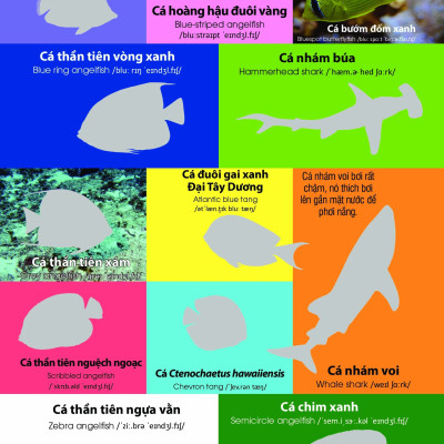 Dán hình nhận biết động vật - Động vật biển