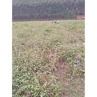 rễ cà gai leo khô túi 1kg