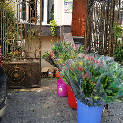 DUNG DỊCH BẢO QUẢN HOA LILY LÂU TÀN, KIỀM HOA KHÔNG NỞ VÀ “NGỦ ĐÔNG” TRÊN 15 NGÀY TẠI NHÀ VƯỜN TRỒNG HOA (GROWERS) THEO CÔNG NGHỆ ISRAEL