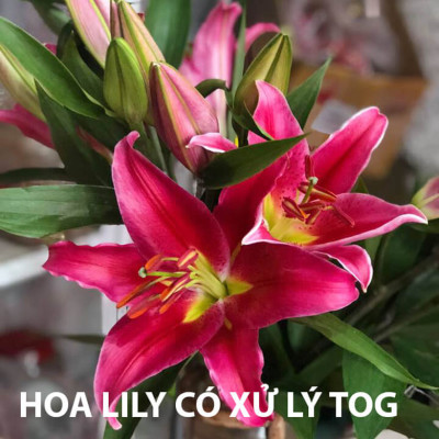 Xử lý Hoa Lily không nở trong 15 ngày tại nhà vườn trồng hoa Growers nhập khẩu Israel TOG đậm đặc Combo pha 1.000L dung dịch