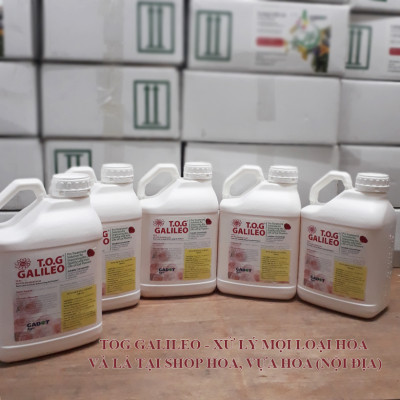 Xử Lý Hoa Cúc Cắt Cành Bằng Chế Phẩm Tog Galileo Của Israel (Chai 1 Lít)
