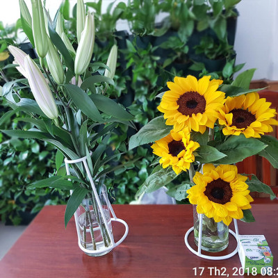 Thuốc cắm hoa Hướng Dương lâu tàn nhập khẩu Israel (Set 50 gói) giúp hoa tươi gấp 2 lần và 14 ngày không thay nước mới