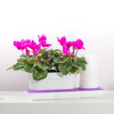 CHẬU TRỒNG CÂY ĐỂ BÀN THÔNG MINH TỰ ĐỘNG TƯỚI BASIC UNO trong 2 tháng