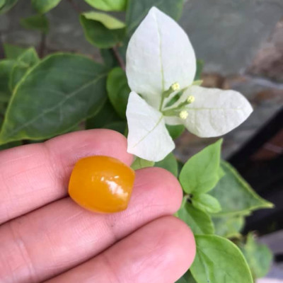 MẶT DÂY CHUYỀN HẠT LU THỐNG CHẤT LIỆU ĐÁ MÃ NÃO MÀU VÀNG TƯƠI LẠ ĐẸP Size Dài 14mm x dầy 13mm