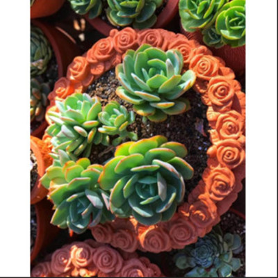 Chậu Gốm Đất Nung VIỀN HOA HỒNG size 25cm và 34cm