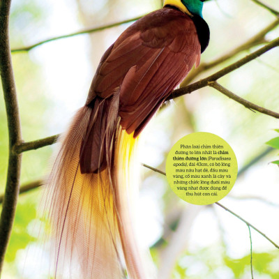 Bách Khoa Tri Thức Về Các Kỳ Quan Thế Giới - Kỳ Quan Tự Nhiên