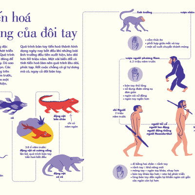 Sách Tỏ Tường Tay Ta - Bách Khoa Toàn Thư Về Đôi Tay | Sách Bách Khoa Tri Thức Cho Trẻ Em | San Hô Books