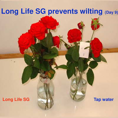 Nước cắm hoa lâu tàn (Set 100 gói) dạng bột nhập khẩu Israel Food For CUT Flowers mỗi gói tạo ra 0.5L dung dịch xử lý hoa cắm bình