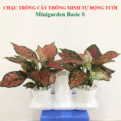 Chậu Để Bàn Thông Minh Tự Động Tưới và Tự động bón phân trong 2 tháng Minigarden Basic S Pots (1 bộ gồm 1 bình chứa nước, 2 chậu trồng và 3 túi dinh dưỡng). Phù hợp trồng cây trong gia đình, văn phòng với thiết kế gọn nhẹ, sang trọng và ít chăm sóc cây