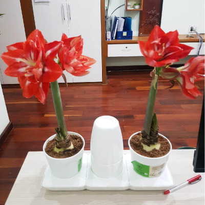 Bộ Trồng Cây Tự Dưỡng Để Bàn Ngày Tết Minigarden Basic S giúp cây văn phòng tự tưới nước và Tự sống tốt mà không cần chăm sóc cây