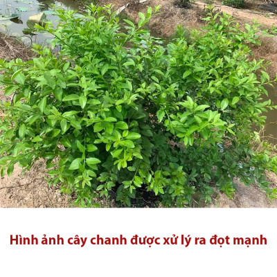 Phân Bón Vua Đâm Chồi Gói 100gr (Combo 10 gói) – Giúp Cây Ra Đọt Đều, Lá Xanh Mượt, Phát Triển Mạnh