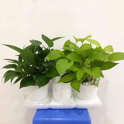 Chậu Để Bàn Thông Minh Tự Động Tưới và Tự động bón phân trong 2 tháng Minigarden Basic S Pots (1 bộ gồm 1 bình chứa nước, 2 chậu trồng và 3 túi dinh dưỡng). Phù hợp trồng cây trong gia đình, văn phòng với thiết kế gọn nhẹ, sang trọng và ít chăm sóc cây