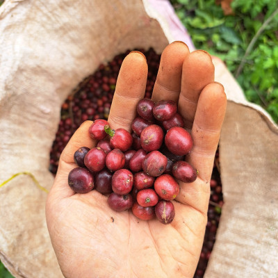 Túi Cà Phê Impact Fine Robusta Dak Lak 1kg