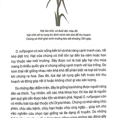 Ẩm Thực Chinh Phục Thế Giới - Hạt Gạo, Hạt Vàng - Tặng Kèm Bookmark