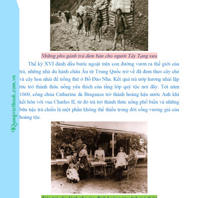 Bí Quyết Thành Công Kĩ Thuật Trồng Trà Xanh Hiệu Quả - KV