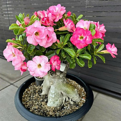 Hạt giống hoa sứ kép Thái Lan - Bịch 10 hạt – Mã số 1946