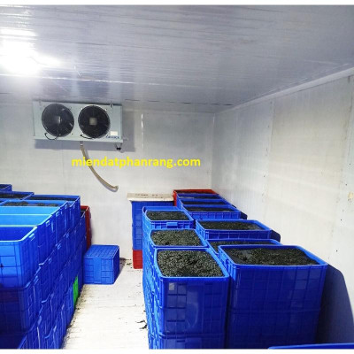 Rong Nho Cánh Trắng