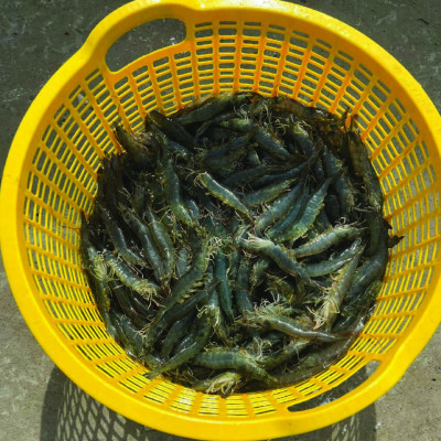 Cung cấp vitamin C cho tôm cá GRO C30