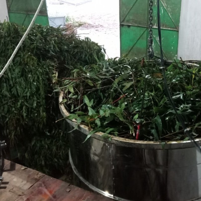 Tinh dầu Khuynh Diệp (bạch đàn) 10ml nguyên chất từ thiên nhiên - Mộc Mây