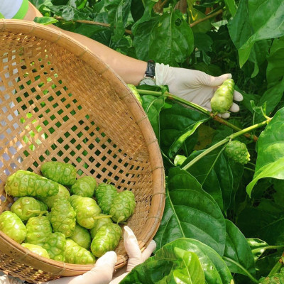 Combo 10 chai Nước cốt trái nhàu SK Noni Juice Premium 375ml