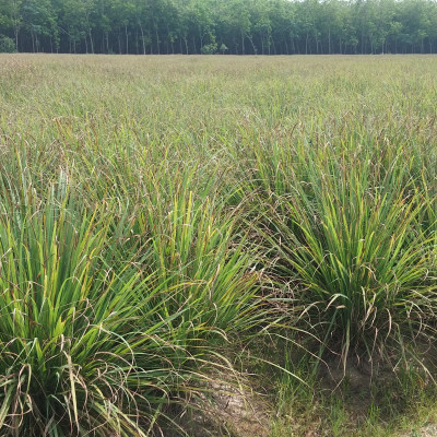 Tinh dầu Sả Chanh Mộc Mây - Xuất khẩu Châu Âu, nguyên chất 100% từ thiên nhiên, xông phòng, khử mùi, thơm phòng, đuổi muỗi, thư giản