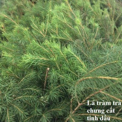 Tinh dầu Tràm Trà 100ml Mộc Mây - tinh dầu nguyên chất 100% từ thiên nhiên - chất lượng và mùi hương vượt trội