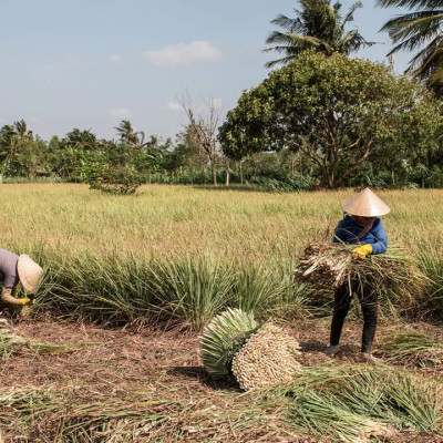 Tinh dầu sả chanh 10ml Mộc Mây - tinh dầu nguyên chất 100% từ thiên nhiên - chất lượng và mùi hương vượt trội