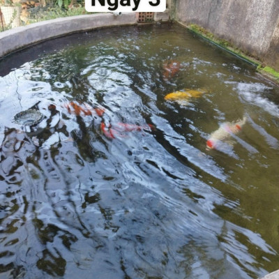 Đèn UV 55W AQUA SUV+ Diệt Khuẩn, Rêu Tảo Hồ Cá Koi , Xử Lý Nước Thải, Nước Sinh Hoạt Trong 7 Ngày